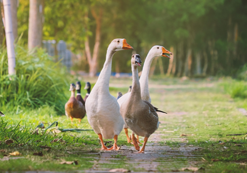 ganzen lopen op pad