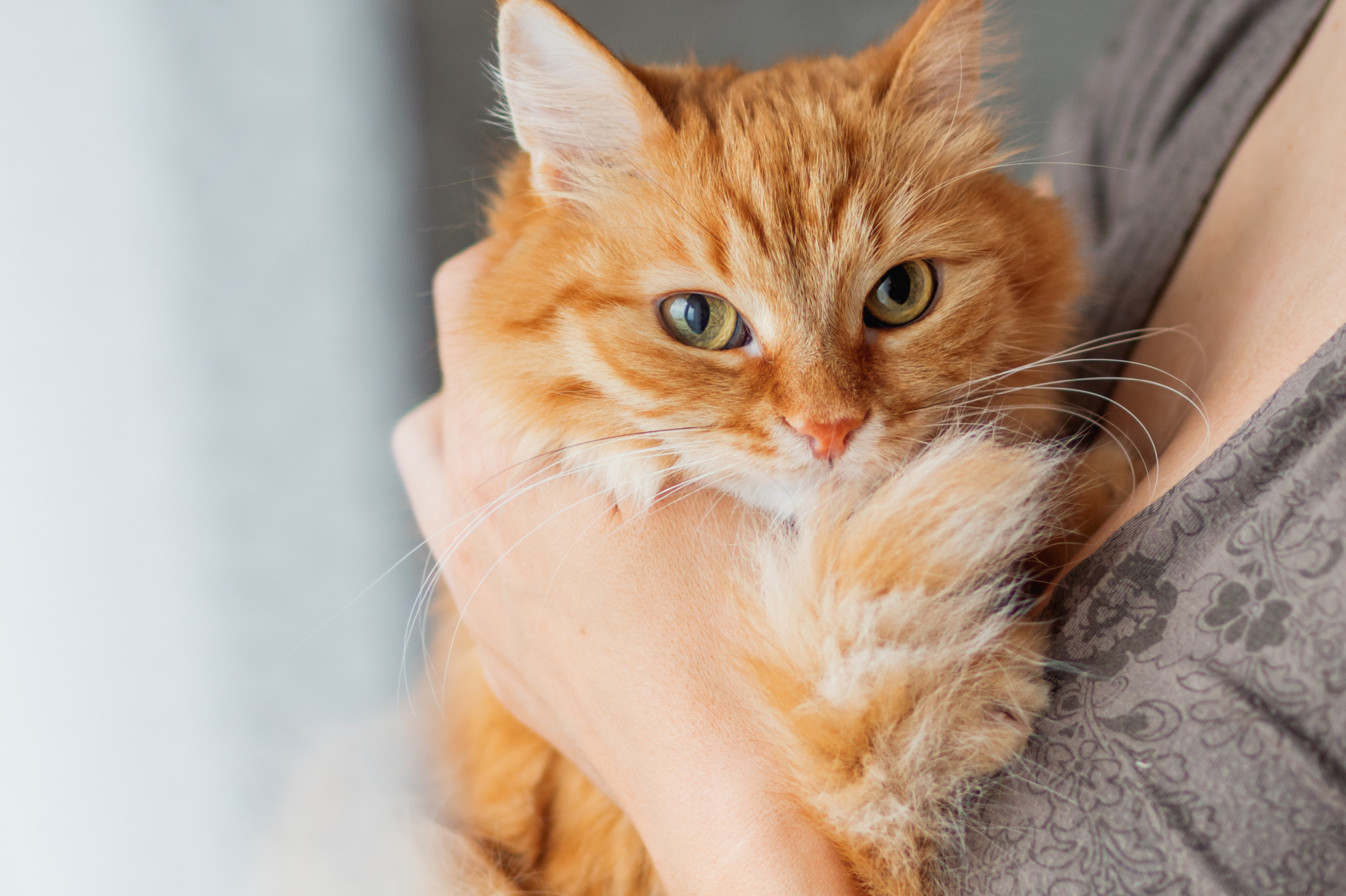 getty kat oranje huisdier