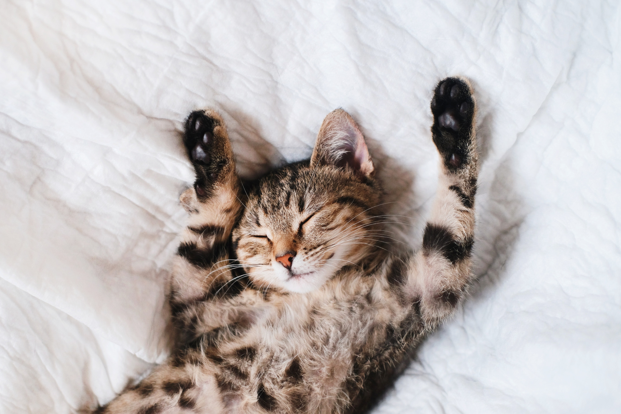 A beautiful smooth-haired striped kitten sleeps on a white background close-up