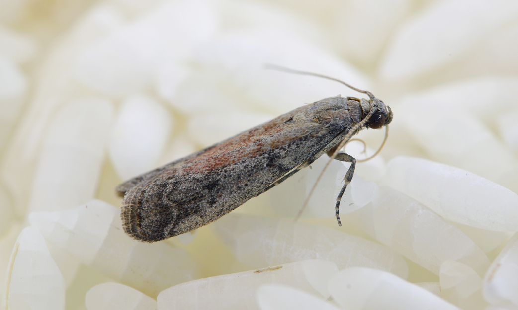 hoe kom je van meelmot af