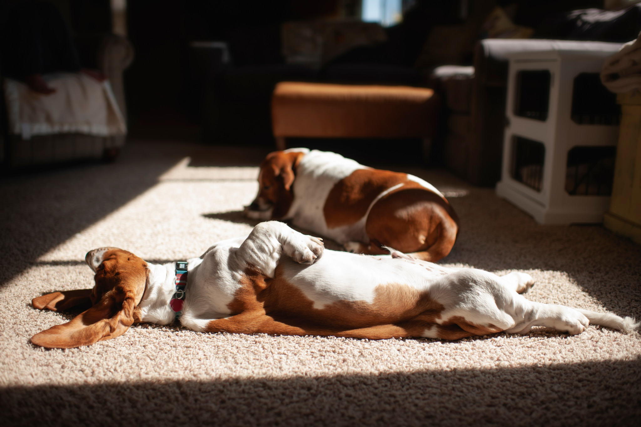 hond in de zon
