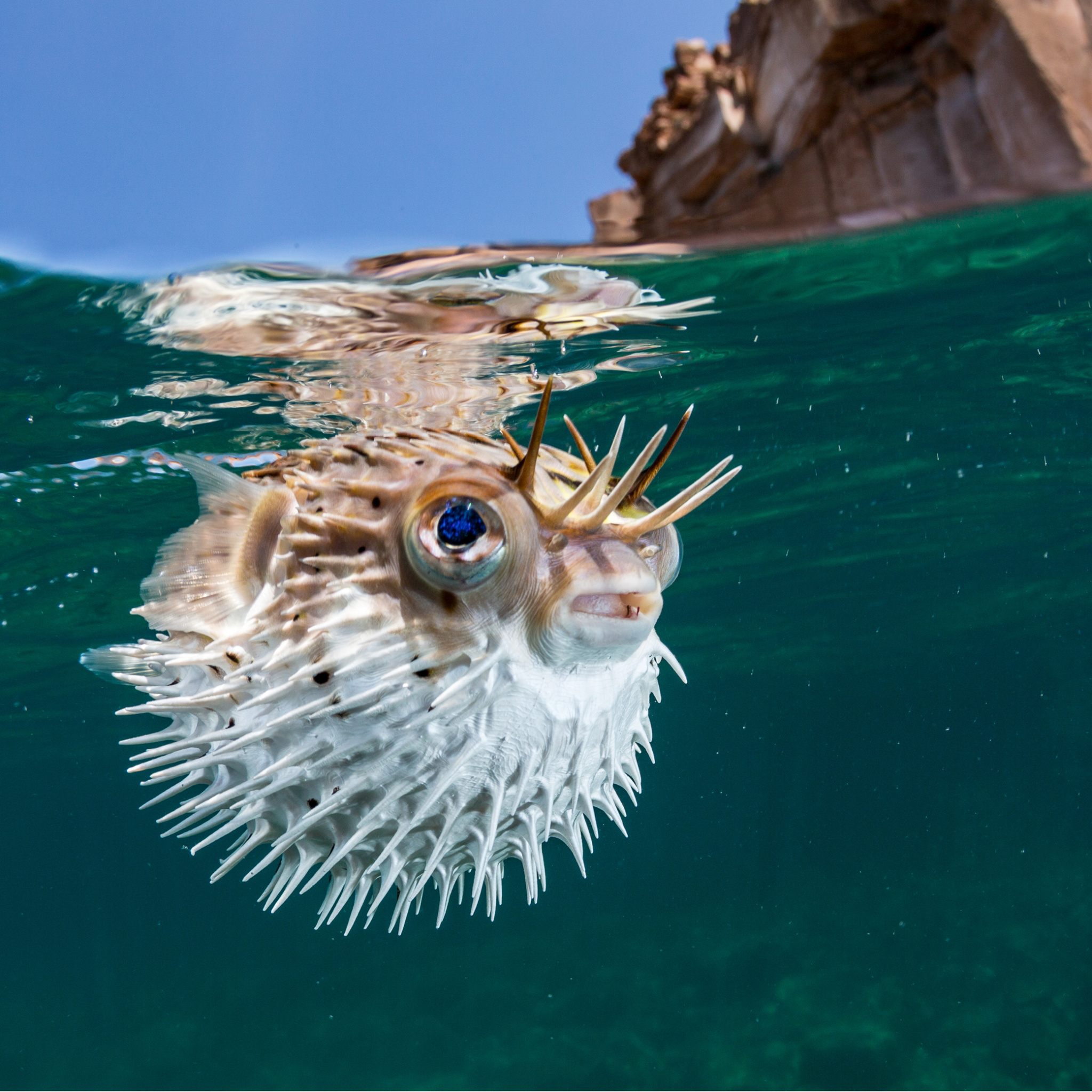 Рыба еж фото. Рыба Pufferfish. Puffer Fish рыба. Чудная рыба. Большая плоская рыба в океане.