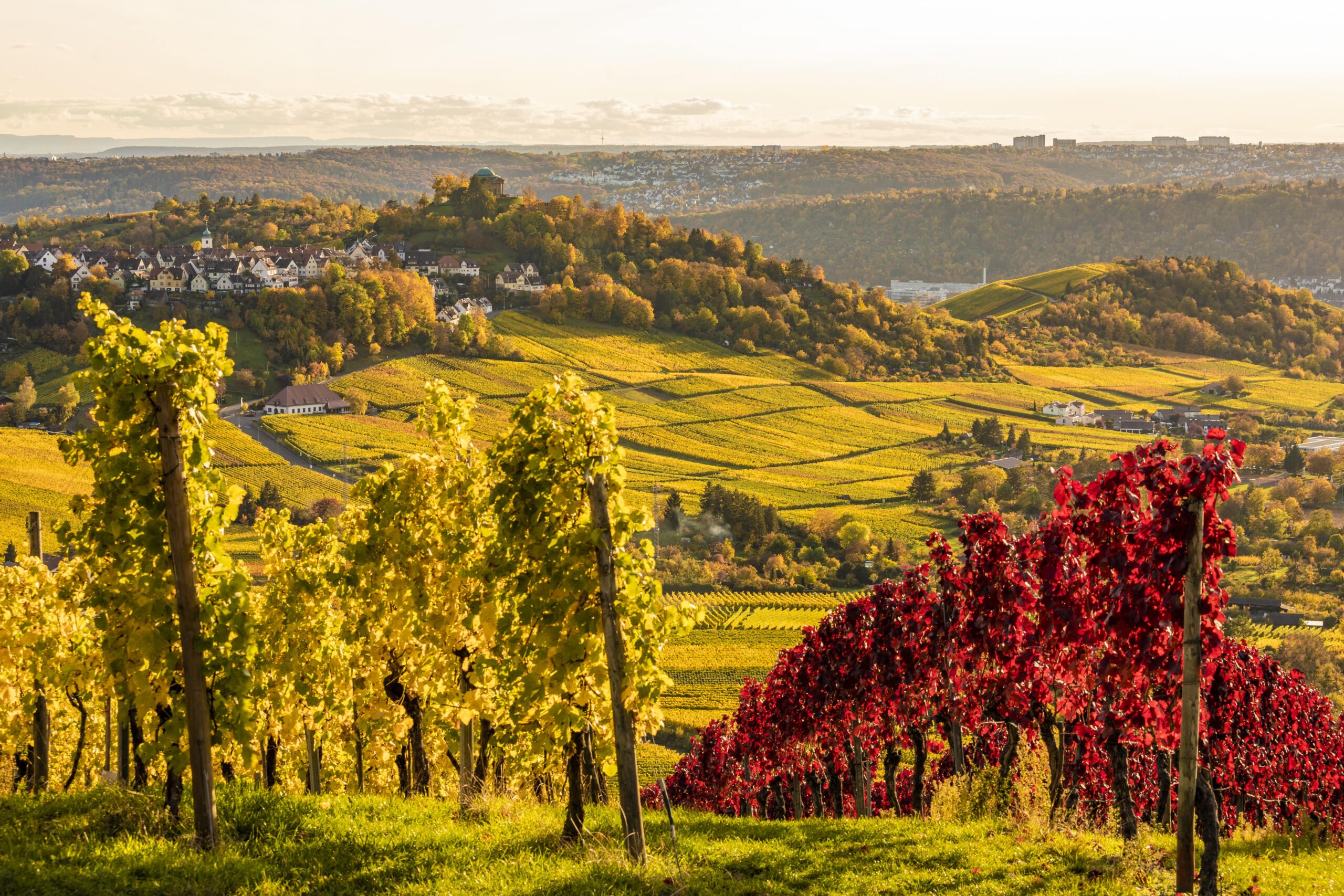 Weinberge, Blick nach Stuttgart-Rotenberg, Stuttgart