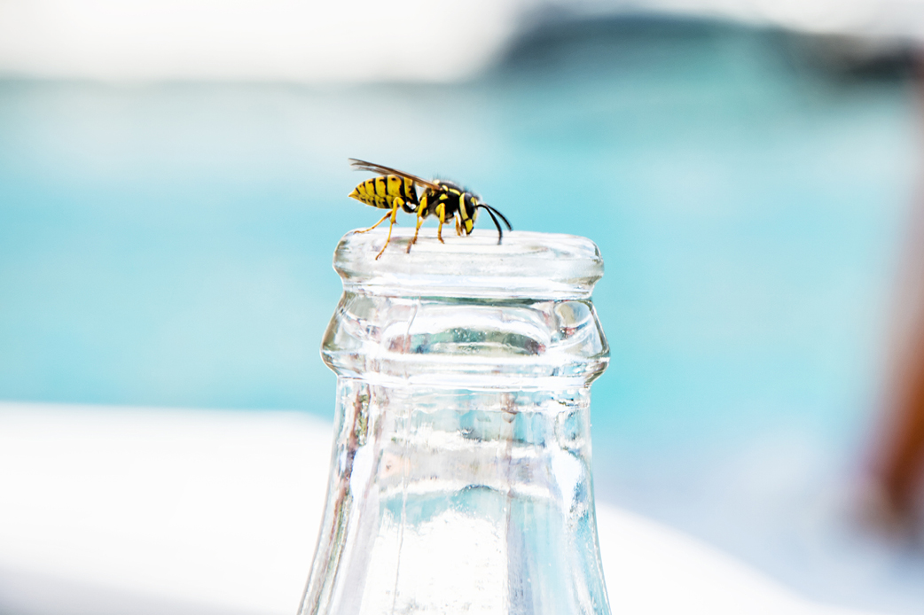 wespen op het terras